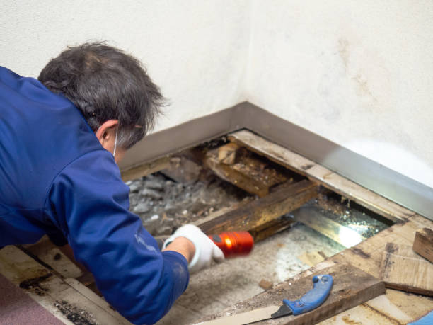 Best White Mold Remediation in Pembroke, GA