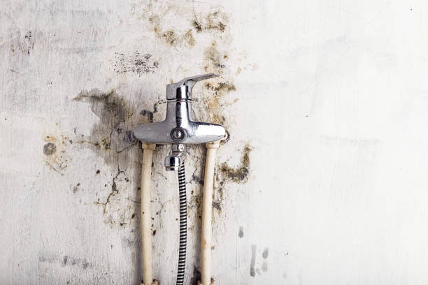 Best Localized Mold Remediation (e.g., coastal areas, humid climates) in Pembroke, GA