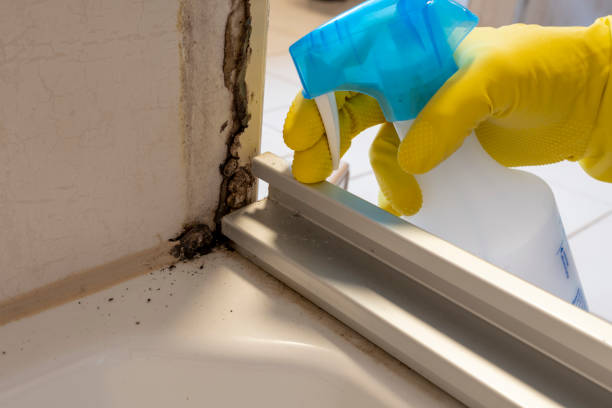 Best DIY Mold Remediation Support Services in Pembroke, GA
