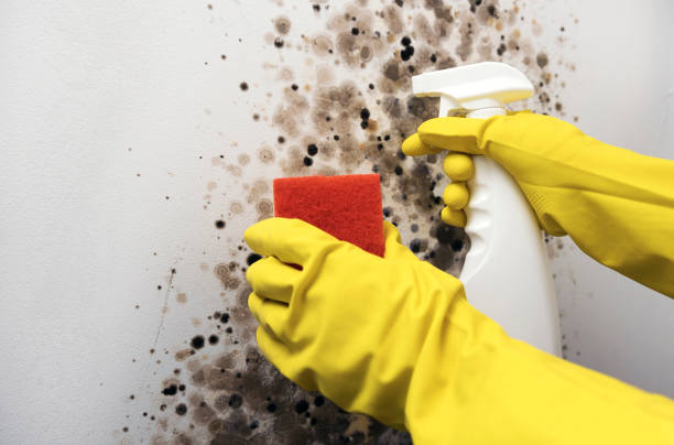Best HVAC Mold Remediation in Pembroke, GA