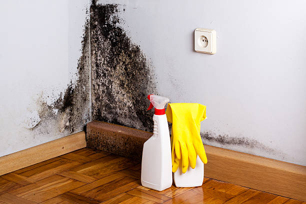 Best Industrial Mold Remediation in Pembroke, GA
